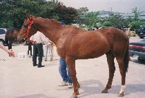 Ž���� (TAMNA SEONGJU) ����