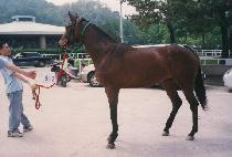 ���丮��Ʈ (VICTORY HUNT) ����