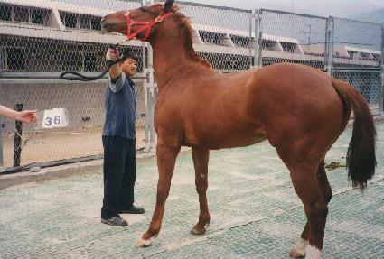 �����̼� ����