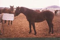 �ƽþ��ǿ��� (ASIAUI YEONGUNG) ����