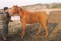 ���ֺ� (DOKJUBONG) ����