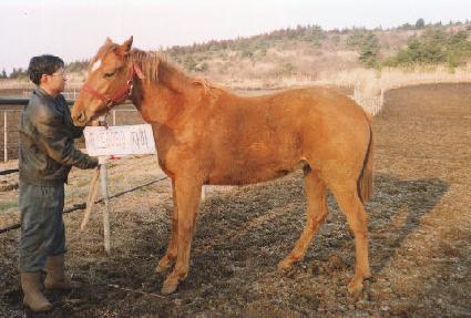 ���ֺ� ����