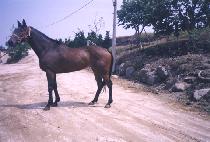 ǻ��Ͻ� (PURENESS) ����