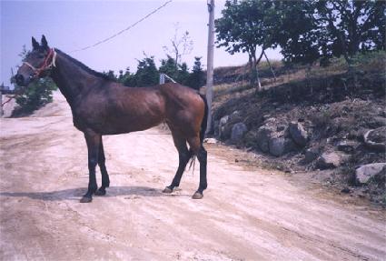 ǻ��Ͻ� ����