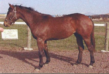 �¹��ط� ����