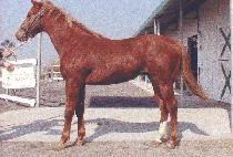 ����� (EOSEO GAJA) ����