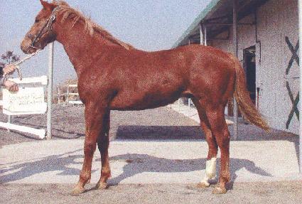 ����� ����