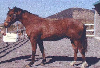 ��÷�� ����