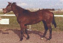 �ֹ��� (SOLBAWI) ����