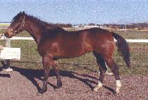 ����Ƽ�ε� (PRETTY ROAD) ����