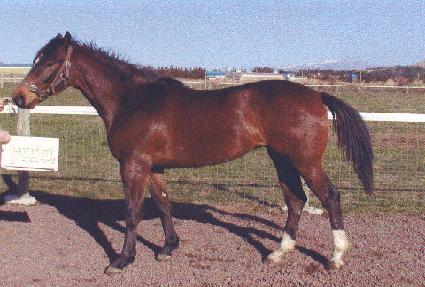 ����Ƽ�ε� ����