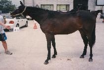 ����������ƾ (OVER THE MOUNTAIN) ����