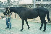 �ŵθ� (SINDURI) ����