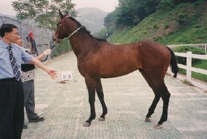 ���������� ����