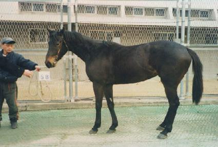 �ɽô� ����