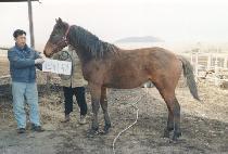 õ�ߺ�� (CHEONCHU BISANG) ����