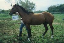 �������� (JAKEUN AI) ����