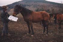 �������� (JEWANG JISANG) ����