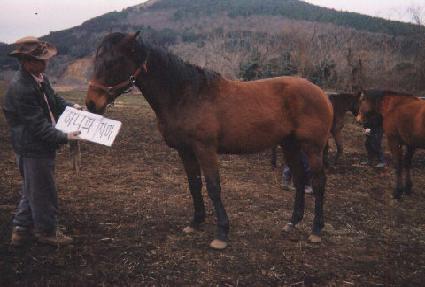 �������� ����