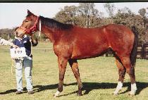 ��������������Ʈ (NOISY SPRITE) ����