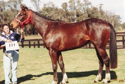 ����Ƽ�� ����