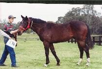 ���ǵ���� (SPEED WONDER) ����