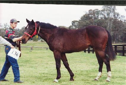 ���ǵ���� ����