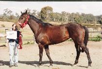 ����� (CHARLIE��S GAL) ����