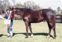 ������� (DONGHAE JANGSA) ����