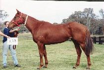 ������ (SHIPSHAPE) ����