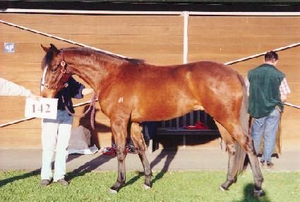 ������ ����