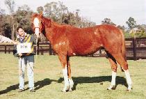 �ι��Ӹ� (DUMULMEORI) ����