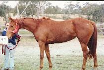 Ʈ���ÿ��� (TRIPLE WONDER) ����