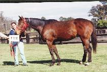 ��Ƽ���̾� (VINTAGE YEAR) ����