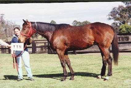 ��Ƽ���̾� ����