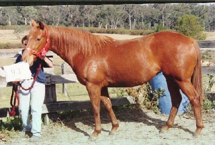 �������� ����