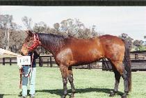 ���� (DISCO) ����