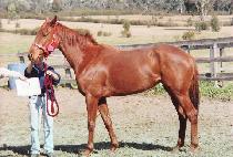 ���帿 (RED MOP) ����