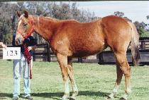 ���̽��� (RACE QUEEN) ����