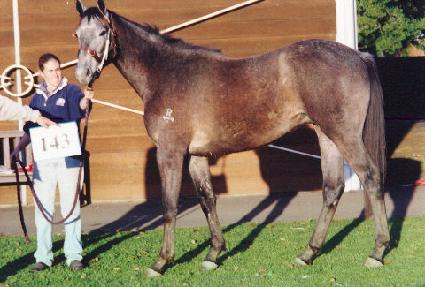 ��������Ƽ ����