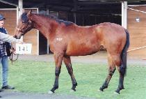 ��� (BIWANG) ����