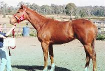 �Ͽ콺������ (HOUSEWIFE) ����