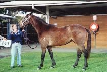 ���÷��� (SPLASHY) ����