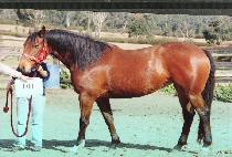 �ڵ� (JADONG) ����