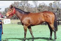 ������ (CHEZ FIM) ����