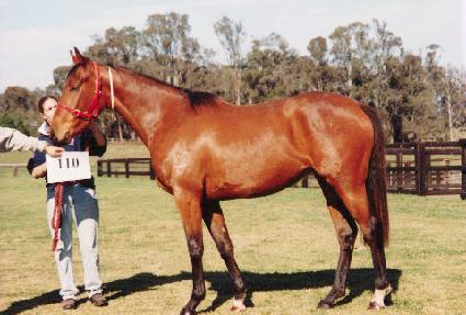 �̽����÷� ����