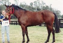 ��ĭ�� (PEKANTH) ����