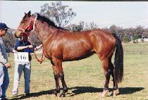 ȣ���� (HOSUNI) ����