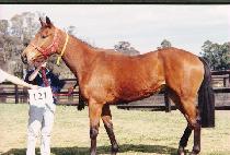 ���̵��ī�� (LADY LAKAS) ����