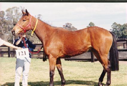 ���̵��ī�� ����